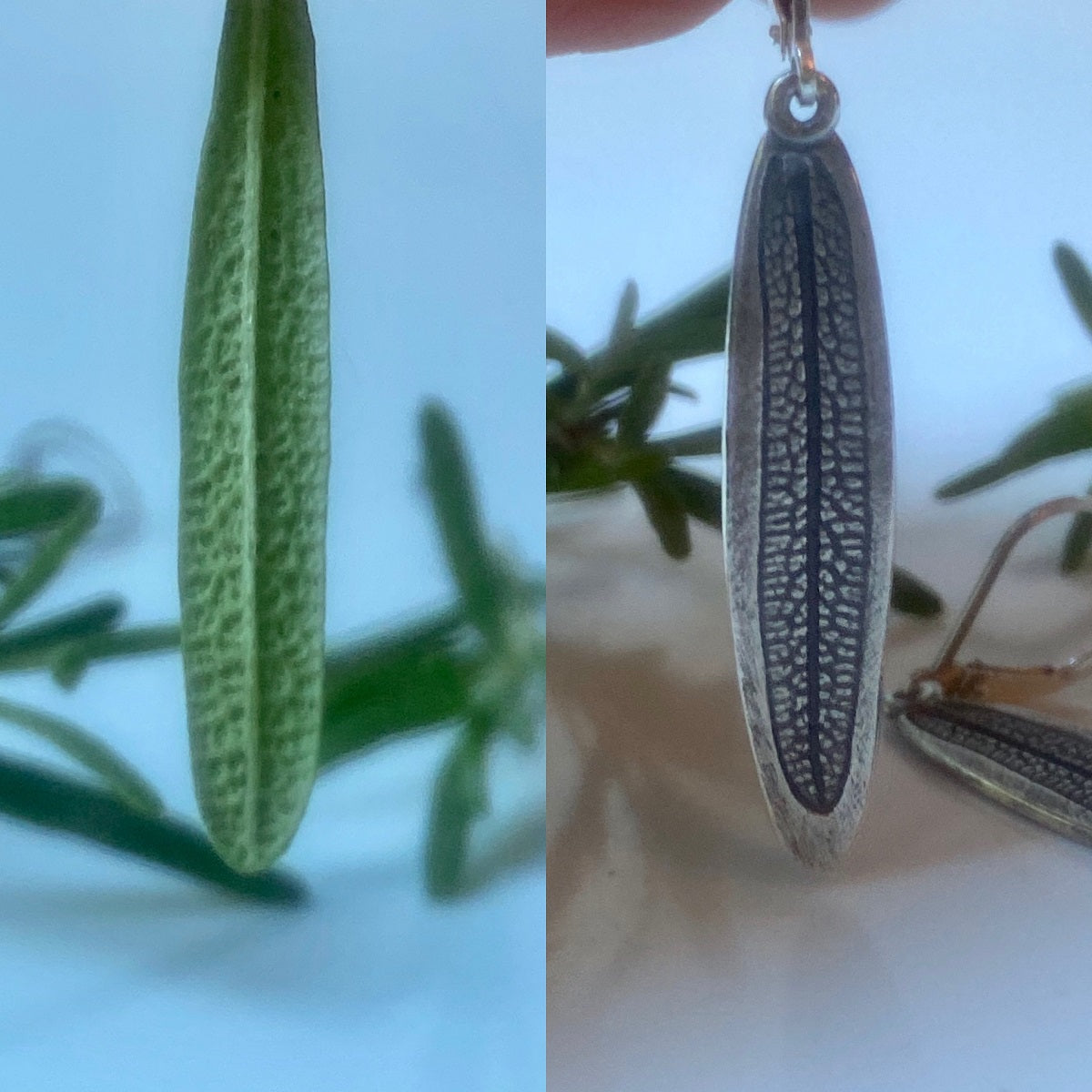 The Hidden Secret of the Rosemary Leaf